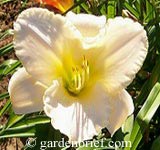 Daylily Early Snow