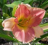 Daylily Marchioness