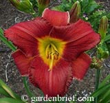 Daylily Obsession in Red