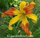 Daylily Spindazzle