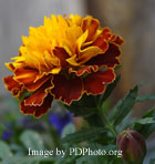 edible flower marigold