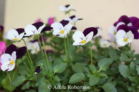 flower gardening violas