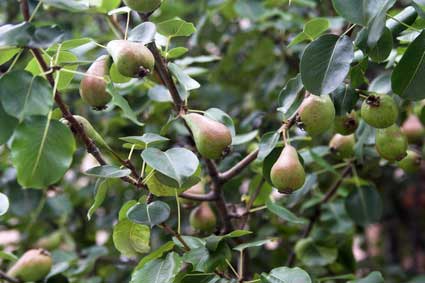 pear fruit gardening
