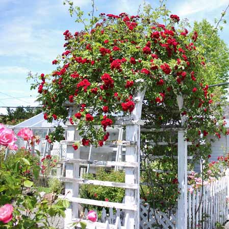 gardening rose tip