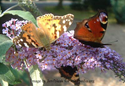 butterfly gardening tips