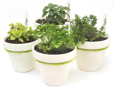 indoor herb container gardening