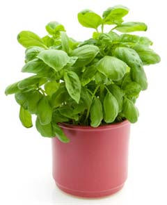 indoor herb plant