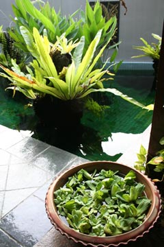 indoor water gardening