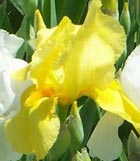 planting iris