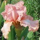 fragrant iris