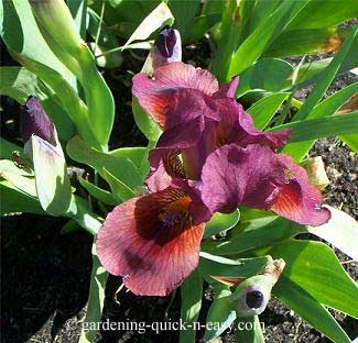 lady in red iris