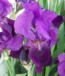 iris purple
