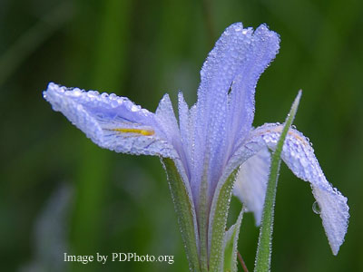 beautiful iris photo