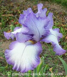 gardening iris