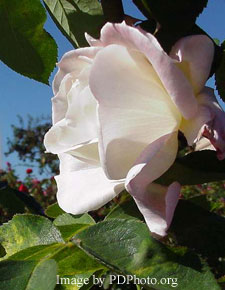 organic rose gardening