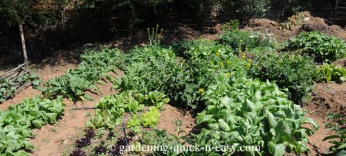 organic vegetable gardening