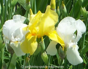 planting iris bulbs