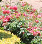 rosegardeningtips