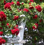 daily gardening rose tip