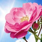 essential garden rose tip