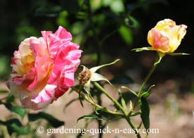 rose gardening advice