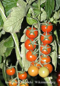 tomato gardening tips