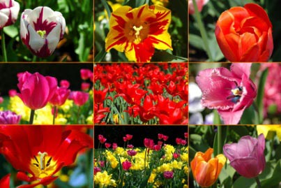 tulips look alike