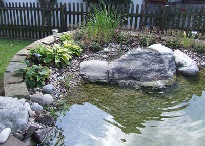 water gardening rockpool